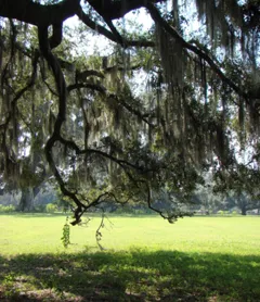 The Inn At Middleton Place